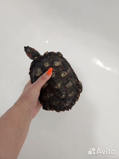 Продам красноухих черепах