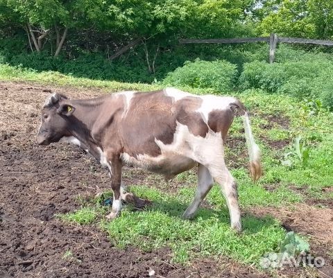 Бычки 4 и одна тёлка черно белая