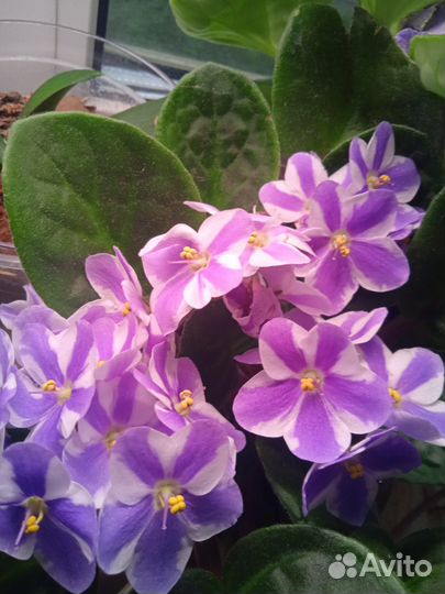 Листочки фиалочек набор