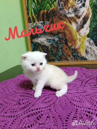 Шотландские вислоухие,прямоухие котята