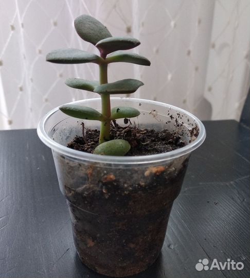 Толстянка (денежное дерево)