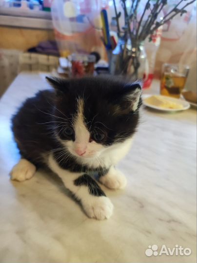 Котята