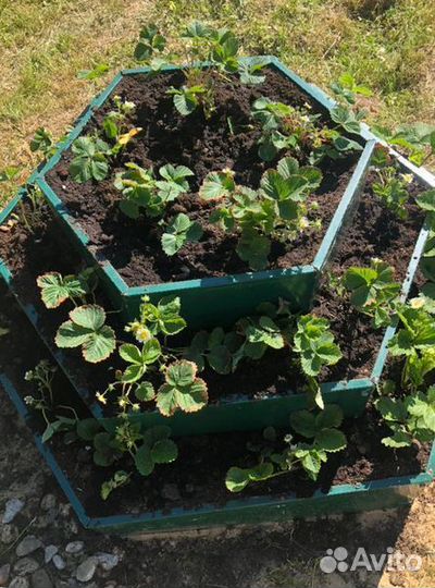 Грядки усиленные
