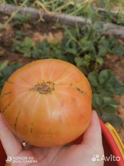 Помидоры домашние