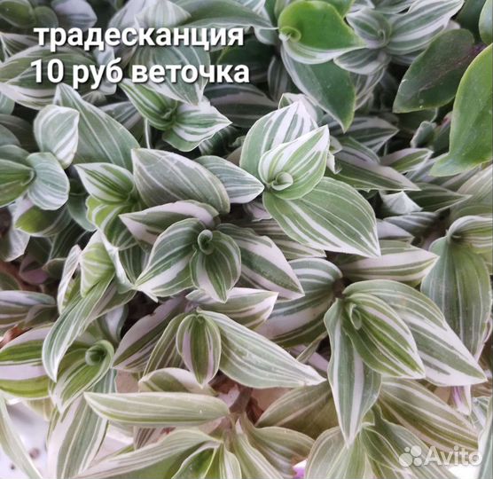 Комнатные цветы Традесканция