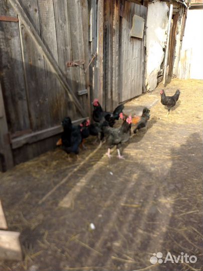 Молодые петушки