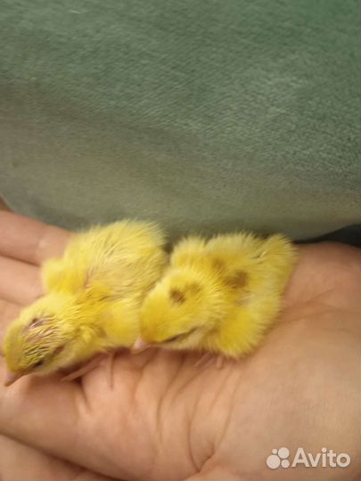 Перепела суточные