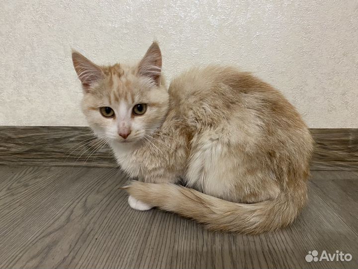 Рыжий котенок в добрые руки