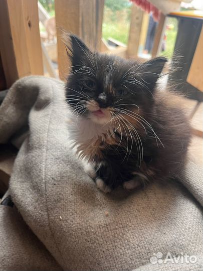 Отдам в добрые руки котенка