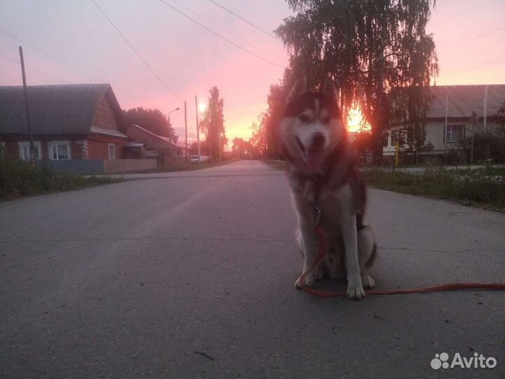 Собаки бесплатно хаски