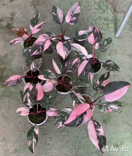 Филодендрон розовая принцесса марбл