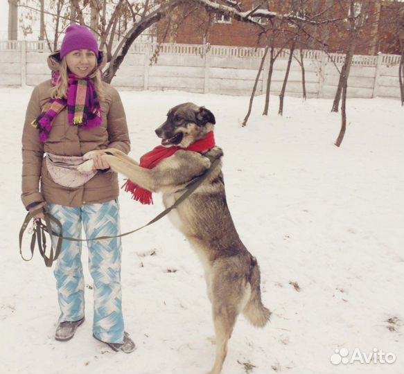 Собака в добрые руки, Несси