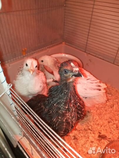 Цыплята доминанты