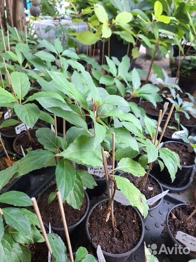 Гортензия метельчатая