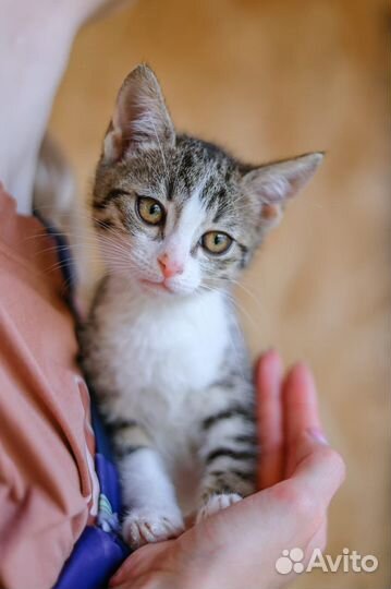 Котенок Пенка ждет свою маму тоскует в приюте