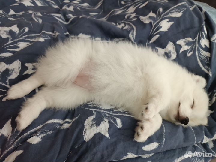 Японский шпиц