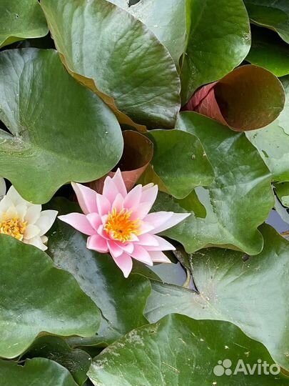 Нимфеи для пруда