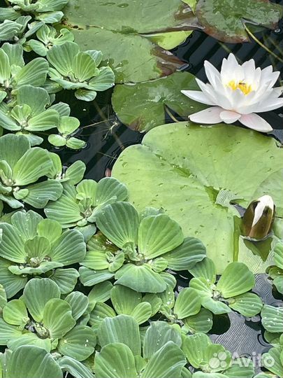 Пистия и водный гиацинт для пруда и аквариума