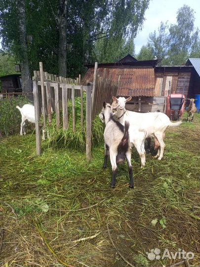 Козлы комолые