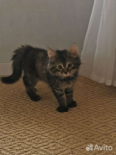Котята