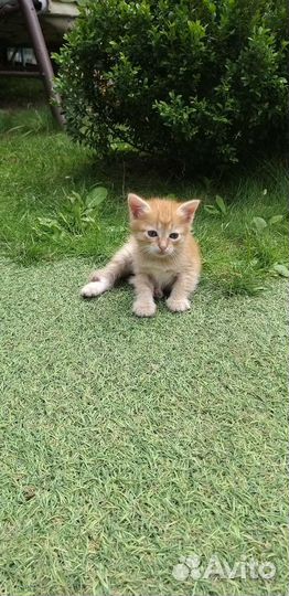 Отдадим котят в хорошие руки. Бесплатно