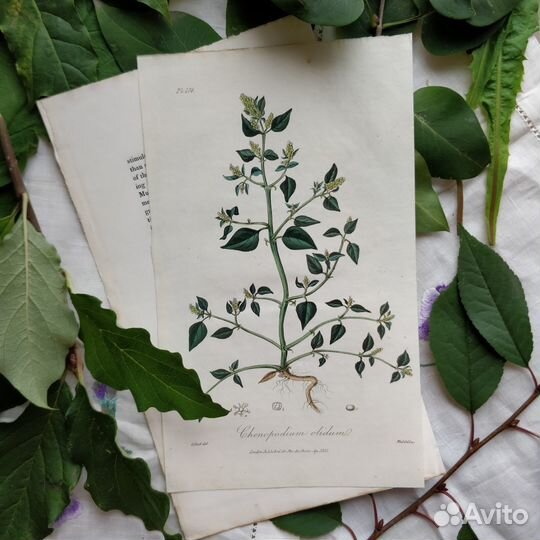 Антикварные ботанические гравюры 1808 Англия
