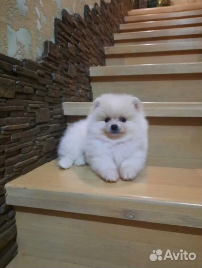 Щенки померанского шпица