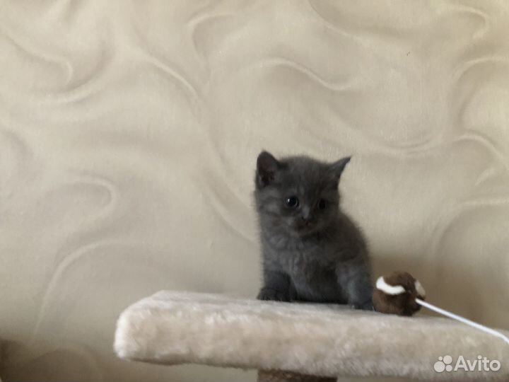 Шатланские катята