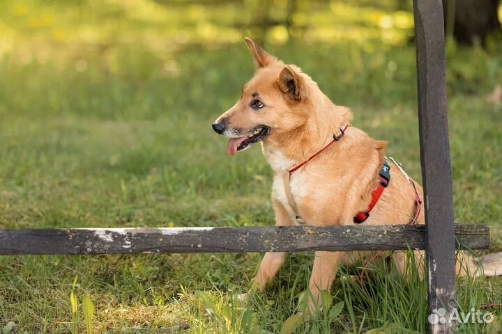 Собака в добрые руки отдам бесплатно