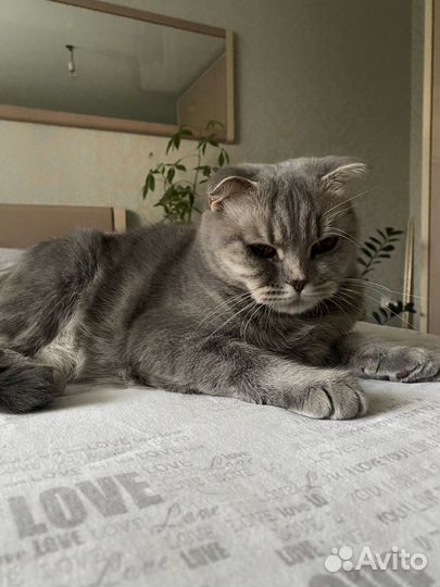 Британская кошка