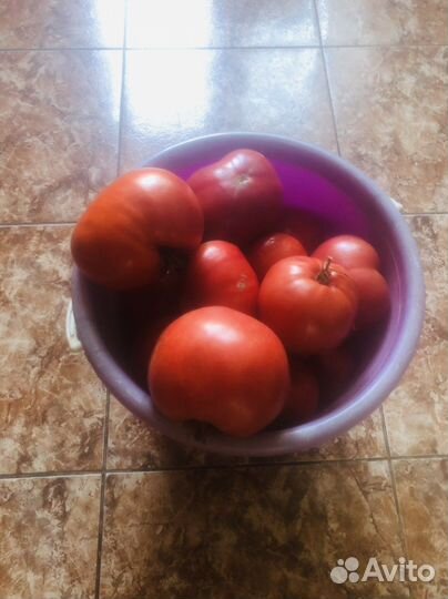 Помидор