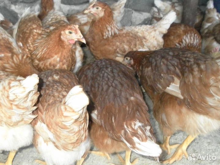 Куры несушки породы Ломан Браун