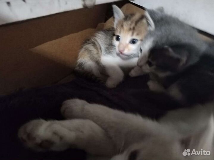 Котята в добрые руки