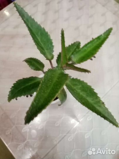 Каланхоэ лечебный