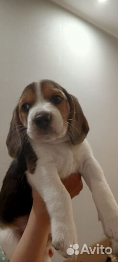 Щенки Бигль