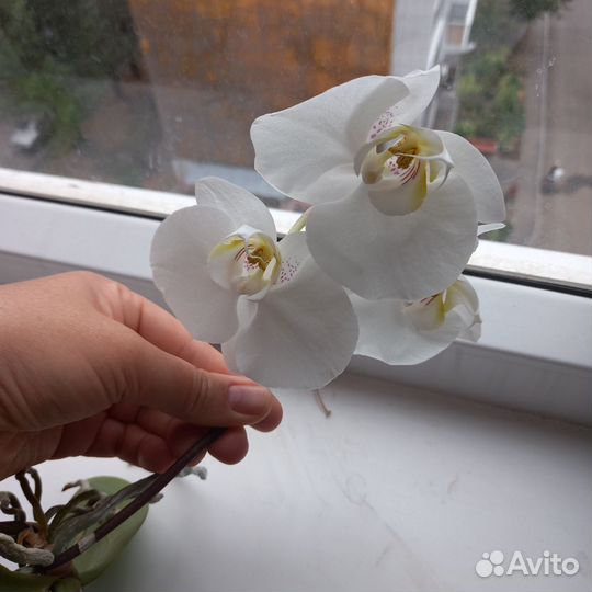 Орхидея