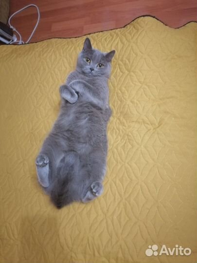Кошка в добрые руки