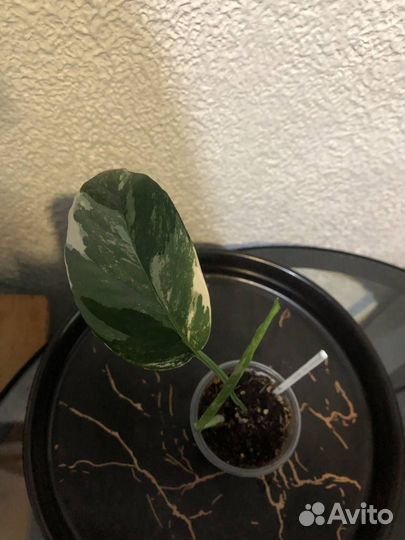 Филодендрон Элеганс