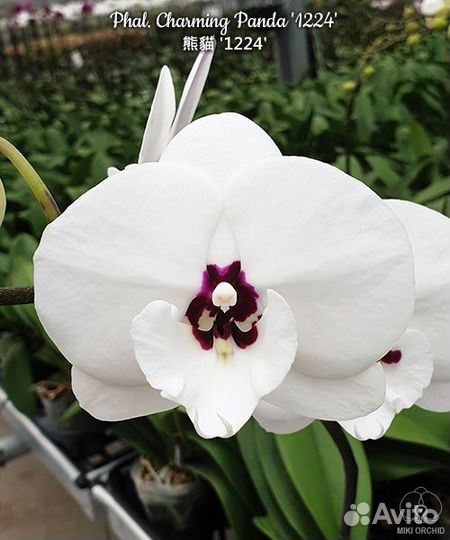 Орхидея Phal. Charming Panda '1224'
