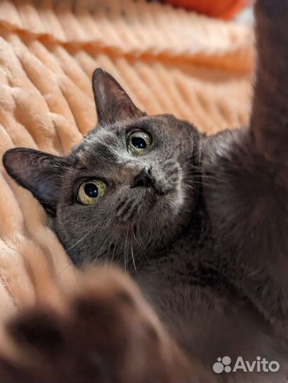 Обречённая на одиночество. Кошечка в дар