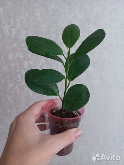 Фикусята мокламе(моклейм)