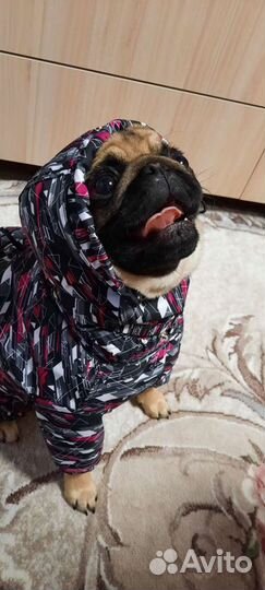 Комбинезон для собаки