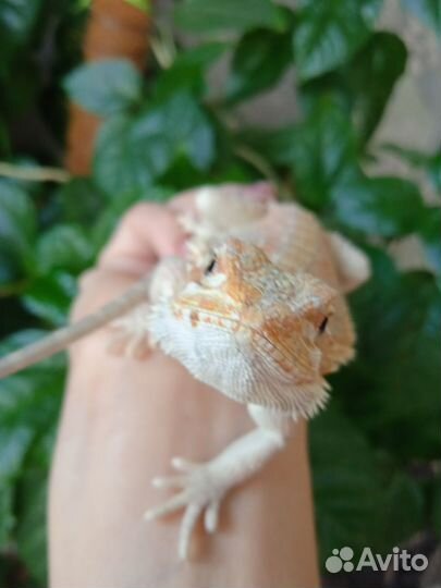 Бородатая агама