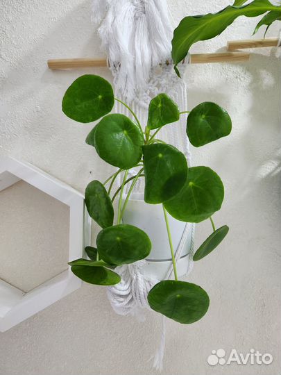 Ктенанта,кратон. Аглаонема. Пилея