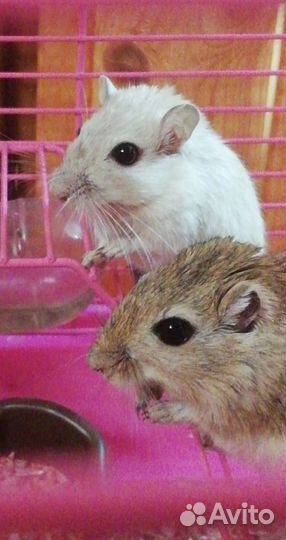 Песчанок отдам в добрые руки