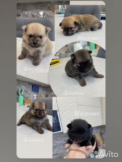 Померанский шпиц 1 месяц
