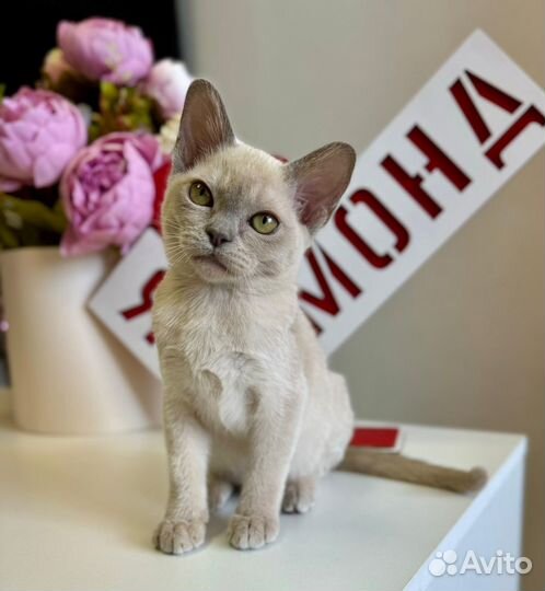 Бурманский мальчик