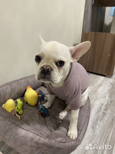 Передержка домашних животных