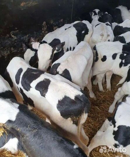 Бычки и телки