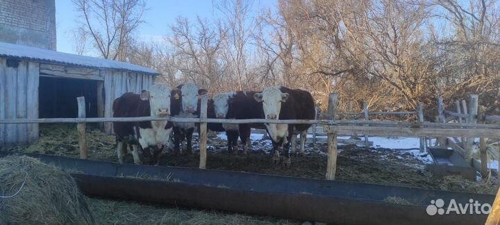 В продаже крс